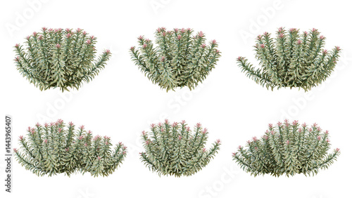 Photos Euphorbia ascot rainbow flowers plant on transparent background, 3d render illus