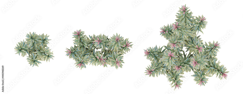 Fototapeta premium Top view of Euphorbia ascot rainbow flowers on transparent background, 3d plant illustration