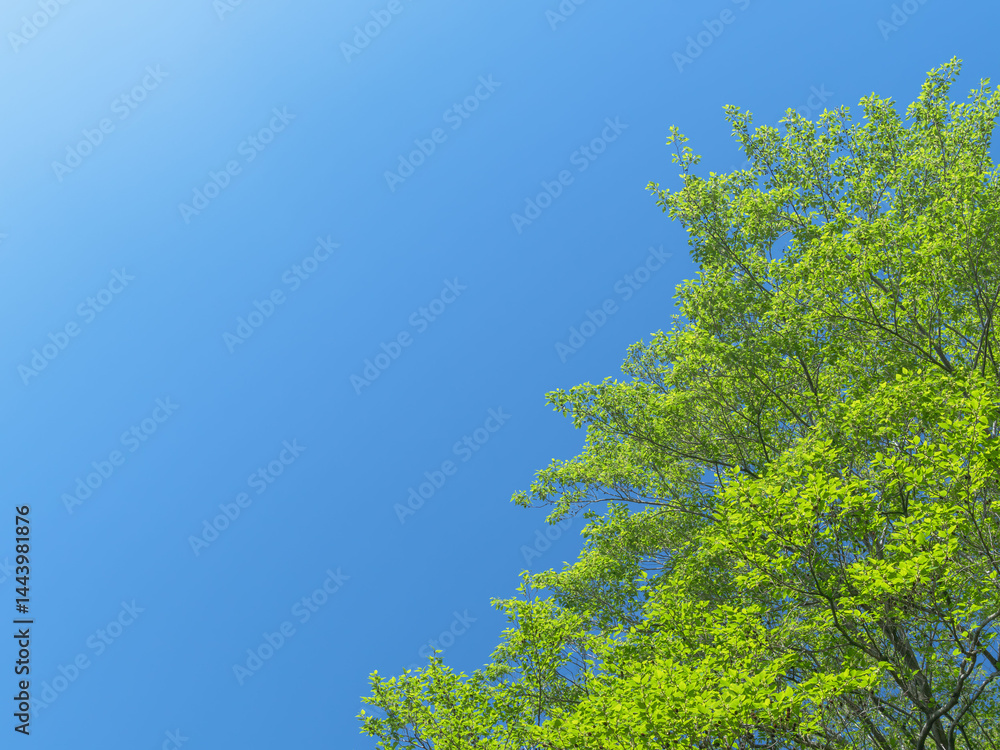 春の森の木々と雲の無い青空09 春の森の木々と雲の無い青空09