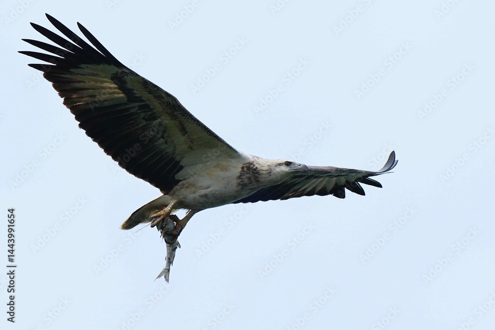 Obraz premium macaw, parrot, bird, wildlife, scarlet, rainforest, perched, branch, vibrant, plumage, feathers, tropical, nature, jungle, sunrise, colorful, red, blue, yellow, wings, beak, exotic, conservation, enda