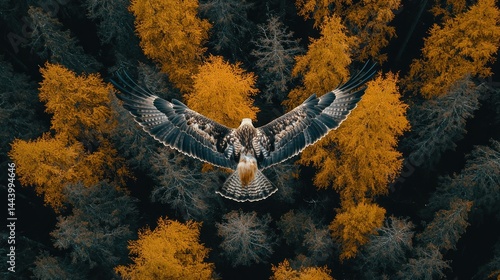 Obraz na płótnie Majestic eagle soaring above autumn forest w salonie