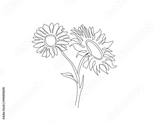 Beautiful sunflower outline drawing illustration. one continuous line drawing of sunflower.