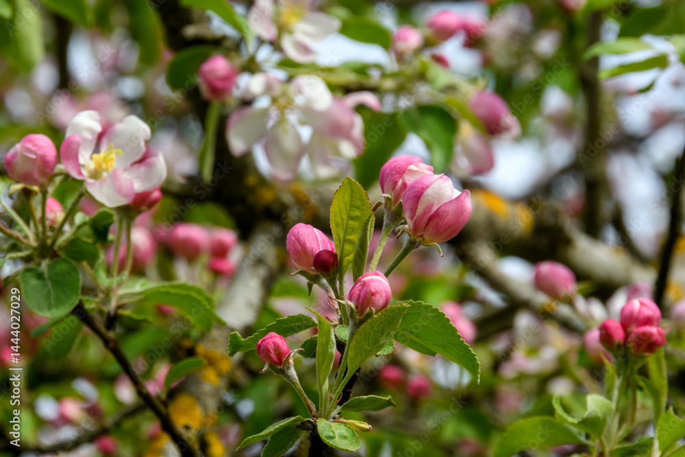 Partially open apple blossoms on a branch in May springtime light, not fully bloomed yet. Partially open apple blossoms on a branch in May springtime light, not fully bloomed yet.