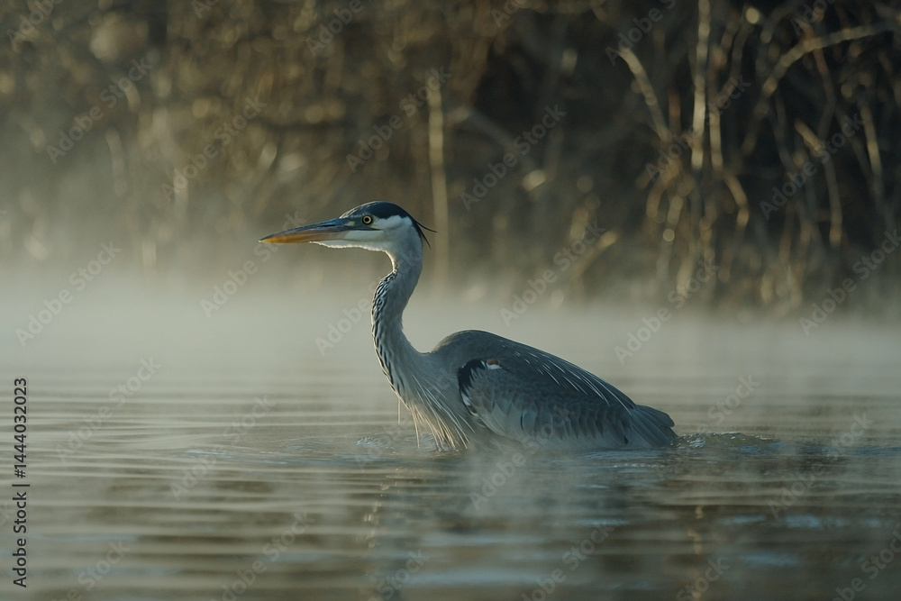 Heron in Misty Water Heron in Misty Water