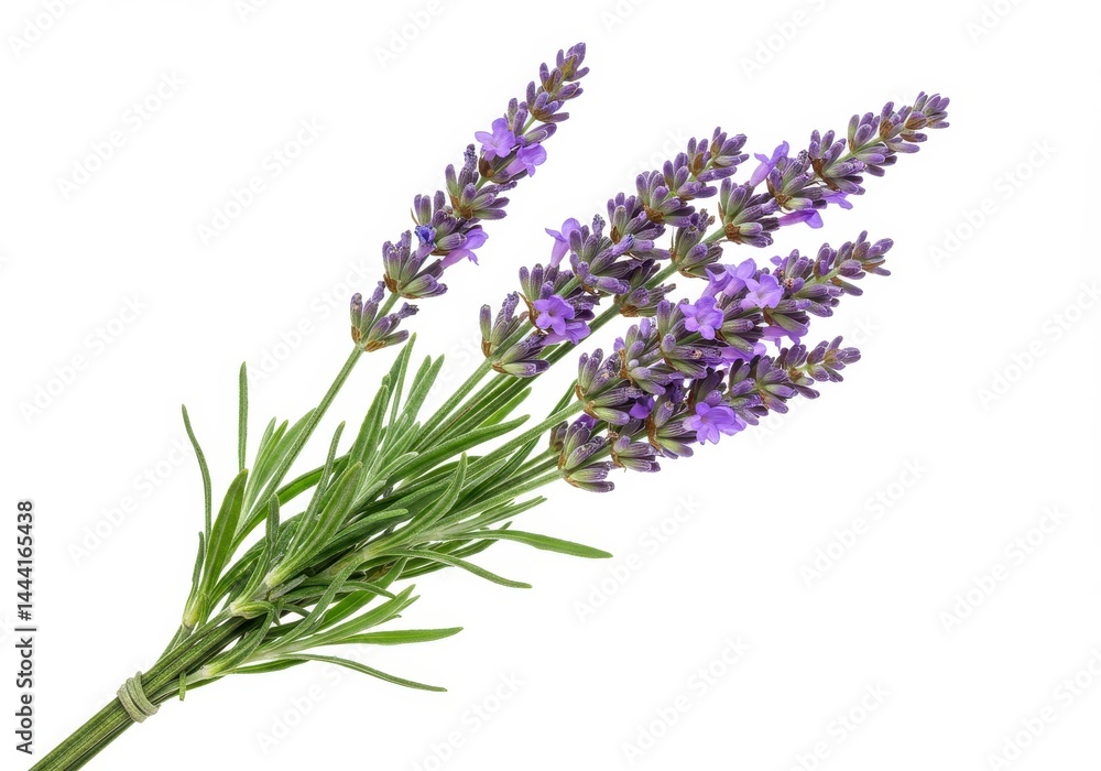 Naklejka premium A bunch of lavender flowers with green stems tied together on a white background in a close up shot