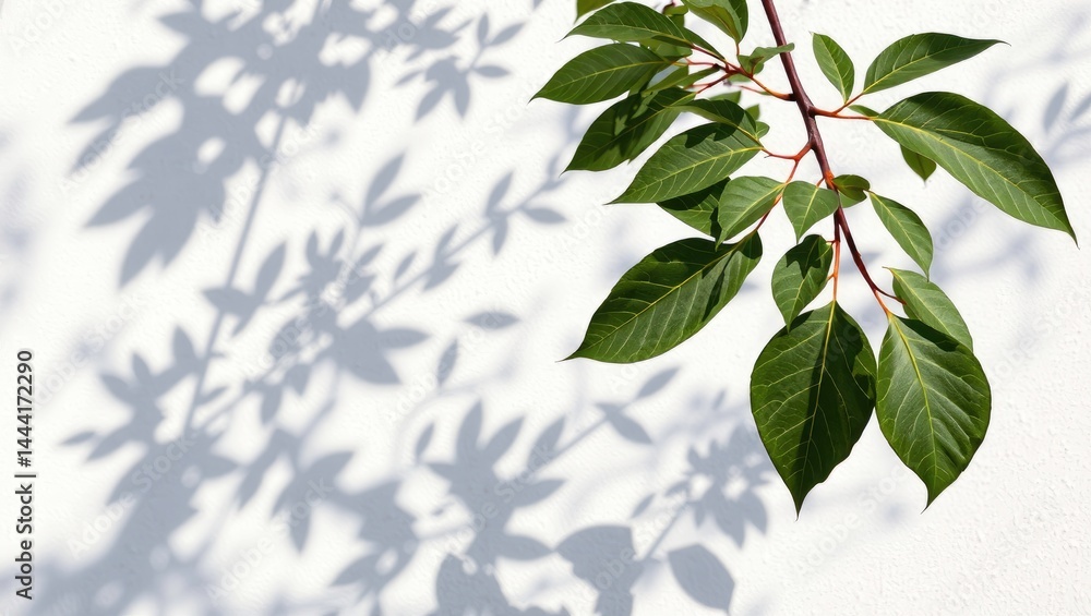 Branches and Leaves Cast Shadow on White Concrete Wall