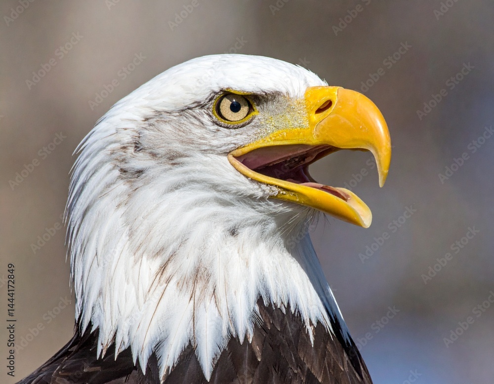 Obraz premium titled