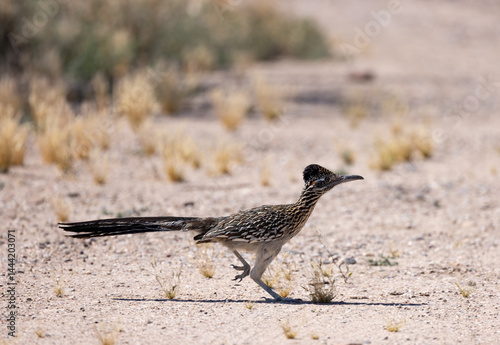 A roadrunner races across the Sonoran Desert near Tucson Arizona.  