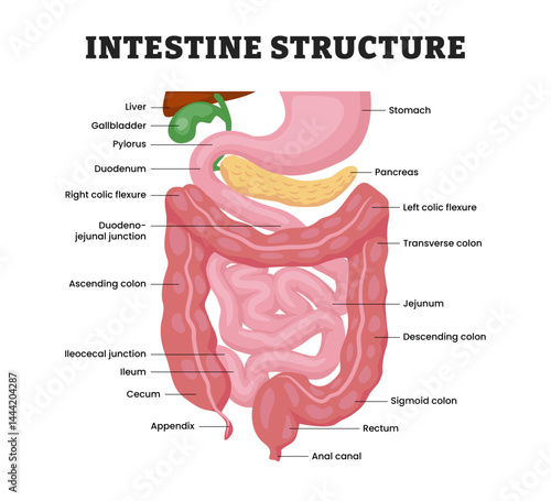 Intestinal Anatomy Structure, educational medical poster design healthcare scheme, labeled human digestive system, corresponding internal parts, Small and Large Intestine. Vector illustration