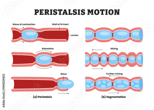 Different types of Peristalsis and Segmentation Motion, medical poster healthcare, labeled GI Motility, Smooth Muscle Activity Driving Bolus Transit and Mixing for Optimal Nutrient Absorption.