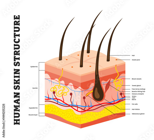 Human skin structure anatomy diagram, educational medical poster design healthcare scheme, labeled skin layers with epidermis, dermis, hypodermis, muscle layer, adipocyte, hair follicle, sweat gland.