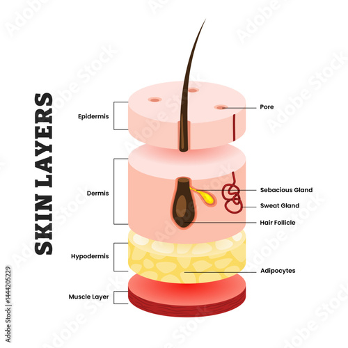Skin layers structure anatomy, educational medical poster design healthcare scheme, labeled epidermis, dermis, hypodermis, muscle layer, adipocyte, hair follicle, sweat gland, sebaceous gland, pores.