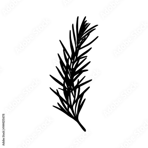 Rosemary Branch - Hand Drawn Illustration