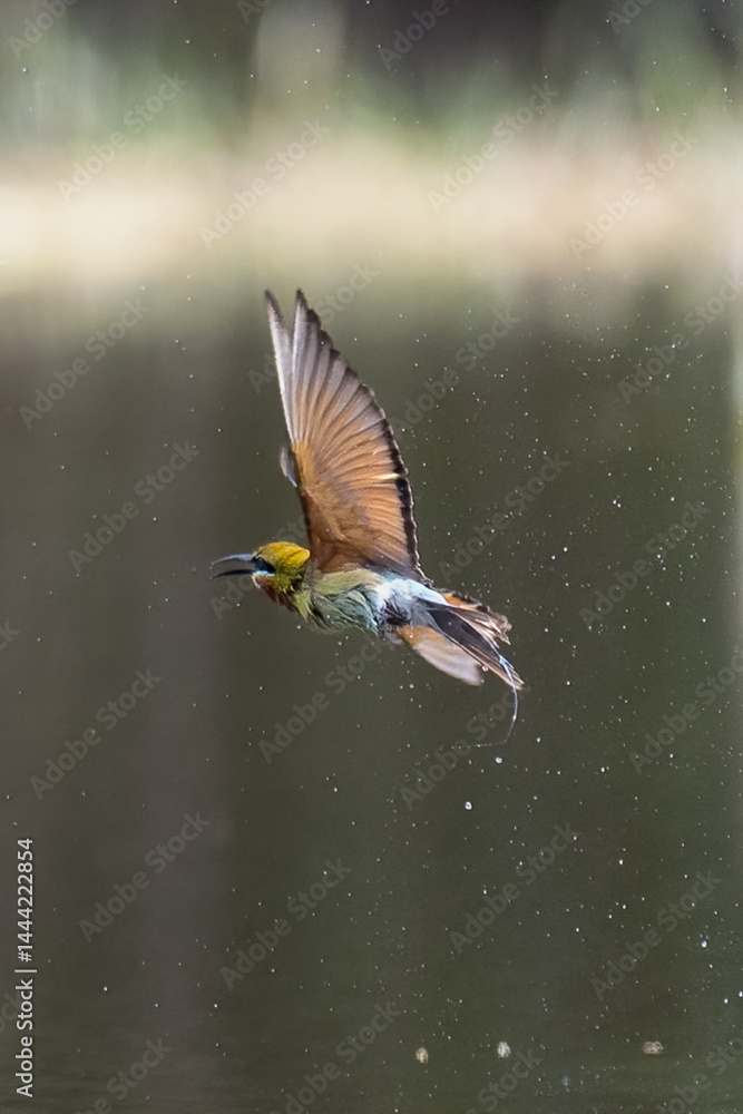 Obraz premium The Green Bee – eater / little green bee-eater birds are flying beautifully to play happily in the natural pond.