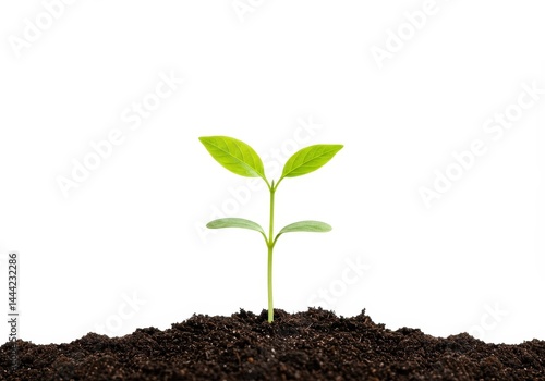 Wallpaper Mural A small seedling with green leaves emerging from dark soil against a white studio background view Torontodigital.ca