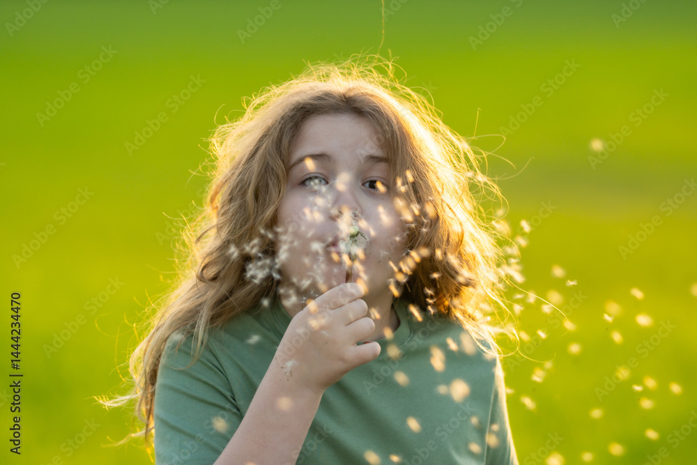 The child blows a dandelion. Kid play with dandelions on the spring field. The child dreams. Kid enjoys the summer and blows dandelion seeds. Kids freedom. The kid is blowing a dandelion.
