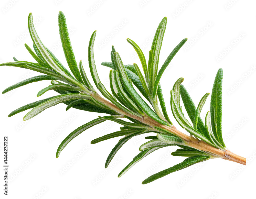 Fototapeta premium Fresh Rosemary Herb Sprig for Culinary Use in Cooking and Garnishing Dishes on transparent background