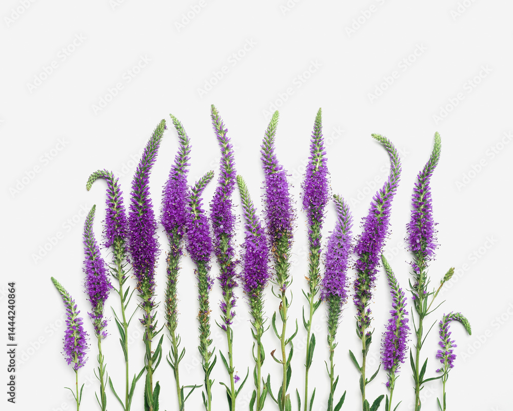 Top view pattern of natural wild flower on white, blossoming florals background, closeup detail, minimal composition. Delicate meadow flowers, spring summer flowery concept, botanical aesthetics