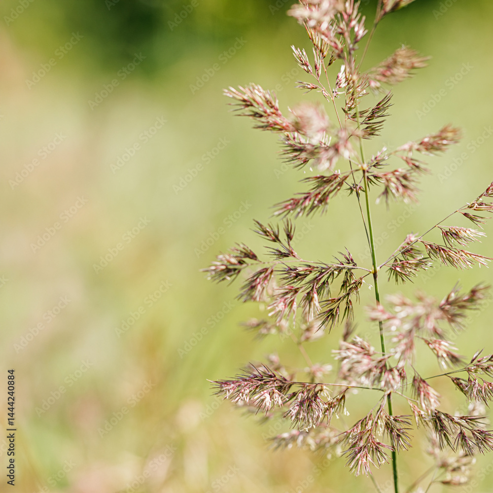 Delicate wild grass swaying in sunlit meadow, beige green pastel color. Natural bokeh in background, tranquil and lightness nature. Texture of grass creating minimal aesthetic, beauty in nature