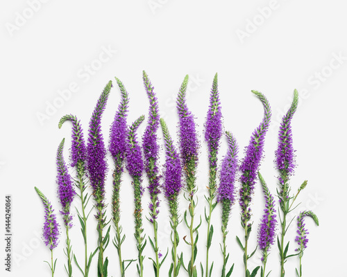 Obraz na płótnie Top view pattern of natural wild flower on white, blossoming florals background, closeup detail, minimal composition. Delicate meadow flowers, spring summer flowery concept, botanical aesthetics w salonie