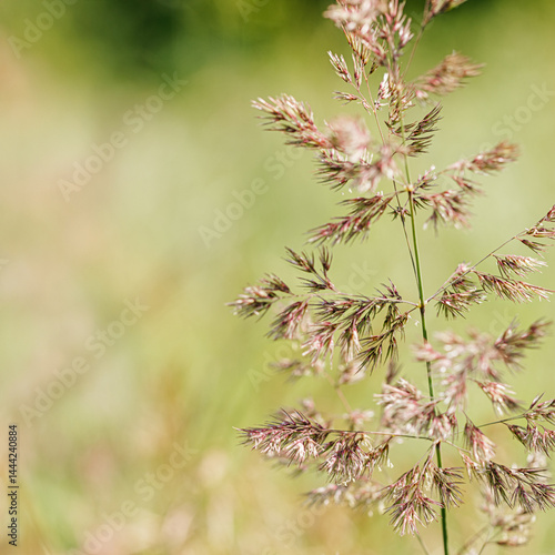 Obraz na płótnie Delicate wild grass swaying in sunlit meadow, beige green pastel color. Natural bokeh in background, tranquil and lightness nature. Texture of grass creating minimal aesthetic, beauty in nature w salonie