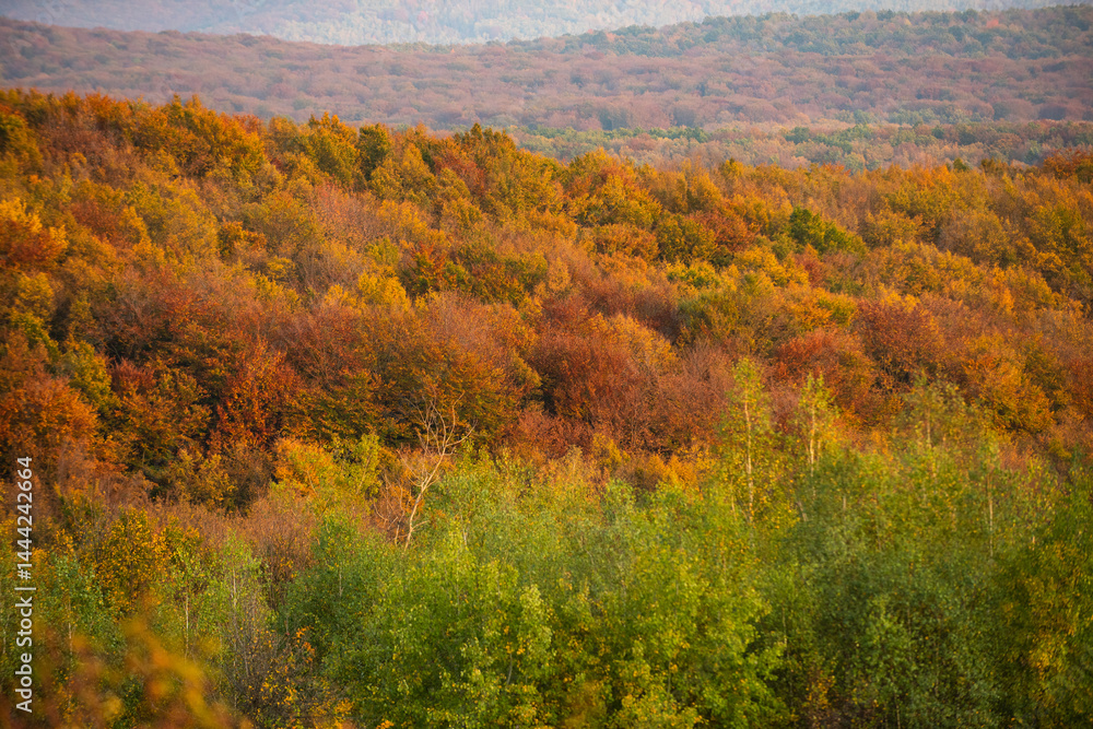 Autumn forest. Forest autumn landscape in sunny day. The autumn fall. Orange fall leaves in park, autumn natural background. Orange color tree, red maple leaves in fall forest.