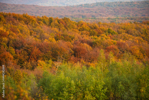 Autumn forest. Forest autumn landscape in sunny day. The autumn fall. Orange fall leaves in park, autumn natural background. Orange color tree, red maple leaves in fall forest.