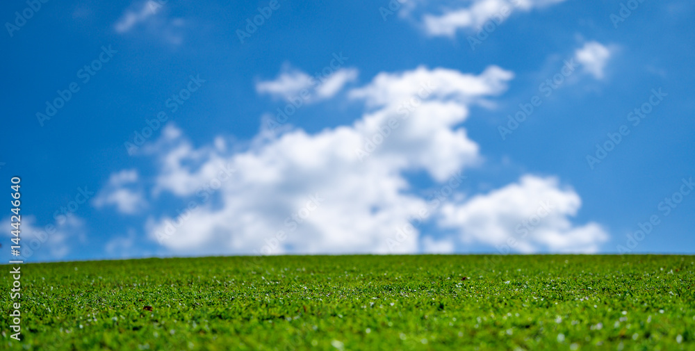 Grass background. Green field. Summer meadow. Spring hill. Grassy lawn. Grass texture. Natural green texture. Sunny grass. Greenery landscape. Pasture pattern. Grassland view. Rural grass.
