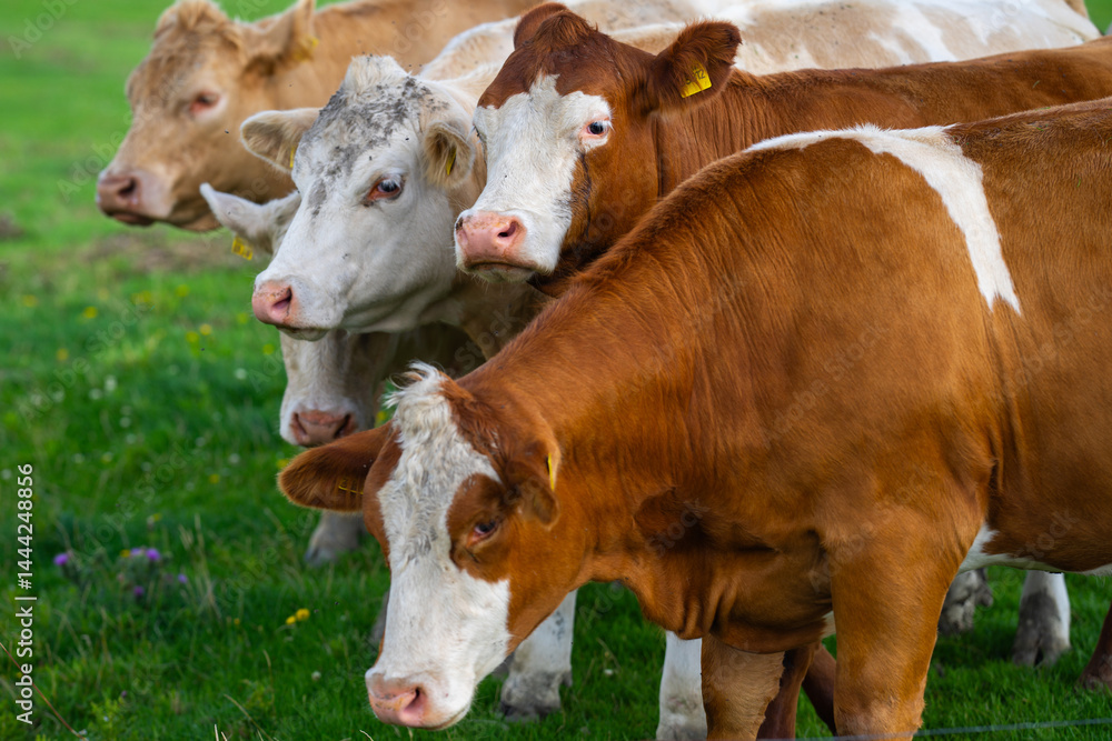 Cow in the grassland. Cow peacefully grazing. Summer meadow with cattle. Cow grazing in the countryside. Rural life and livestock. Grassy field with dairy cow.