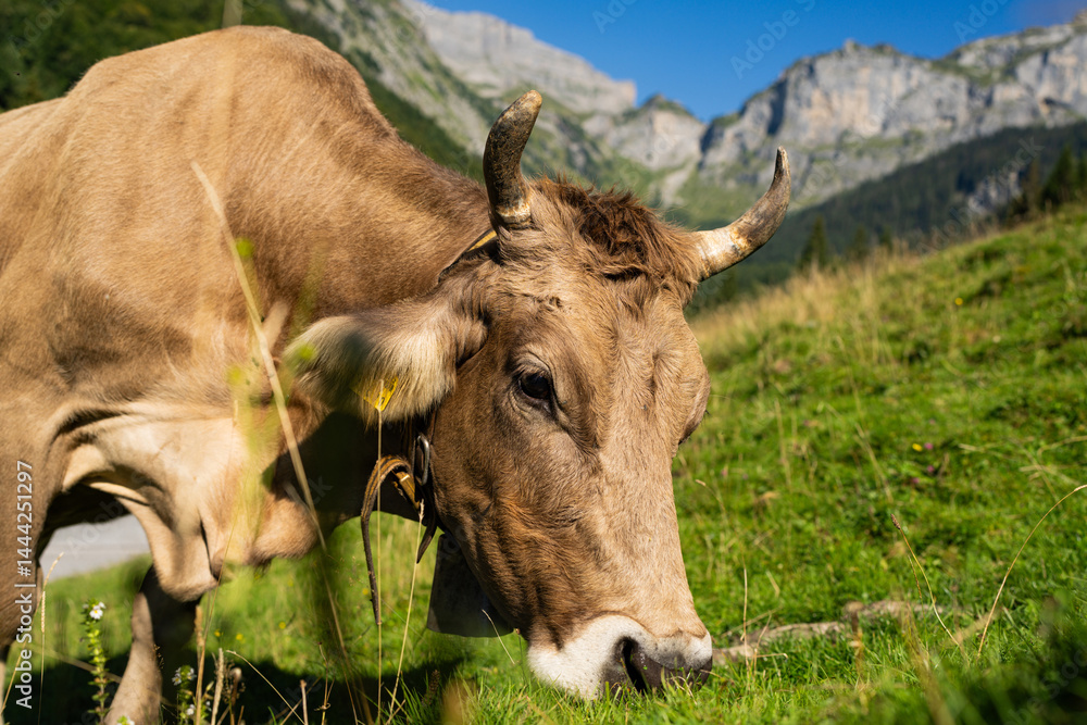 Cow at meadow. Cattle in green field. Cow in grassy pasture. Brown Cow close up portrait in the countryside. Cows graze on summer meadow. Rural cows. Cows in a pasture. Cows face closeup.