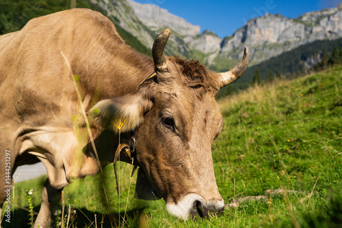 Obraz na płótnie Cow at meadow. Cattle in green field. Cow in grassy pasture. Brown Cow close up portrait in the countryside. Cows graze on summer meadow. Rural cows. Cows in a pasture. Cows face closeup. w salonie