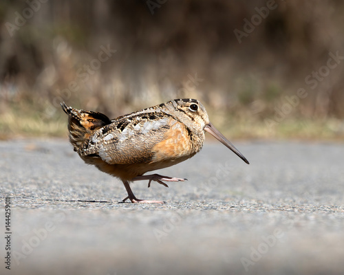 American woodcock Scolopax minor walking across a paved road