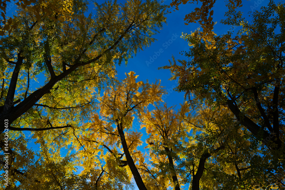 A yellow autumn background. Autumn foliage. Vibrant autumn wallpaper. Yellow trees and leaves backdrop. Leaf pattern with day light. Abstract autumn foliage.