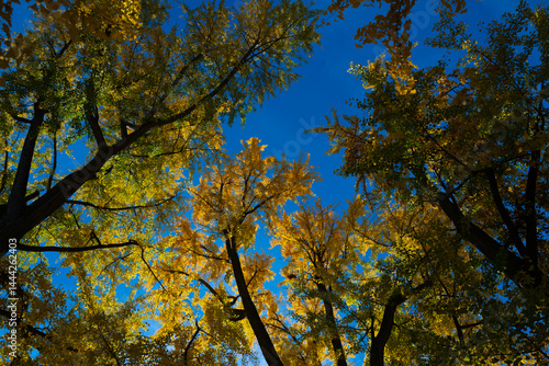 Obraz na płótnie A yellow autumn background. Autumn foliage. Vibrant autumn wallpaper. Yellow trees and leaves backdrop. Leaf pattern with day light. Abstract autumn foliage. w salonie