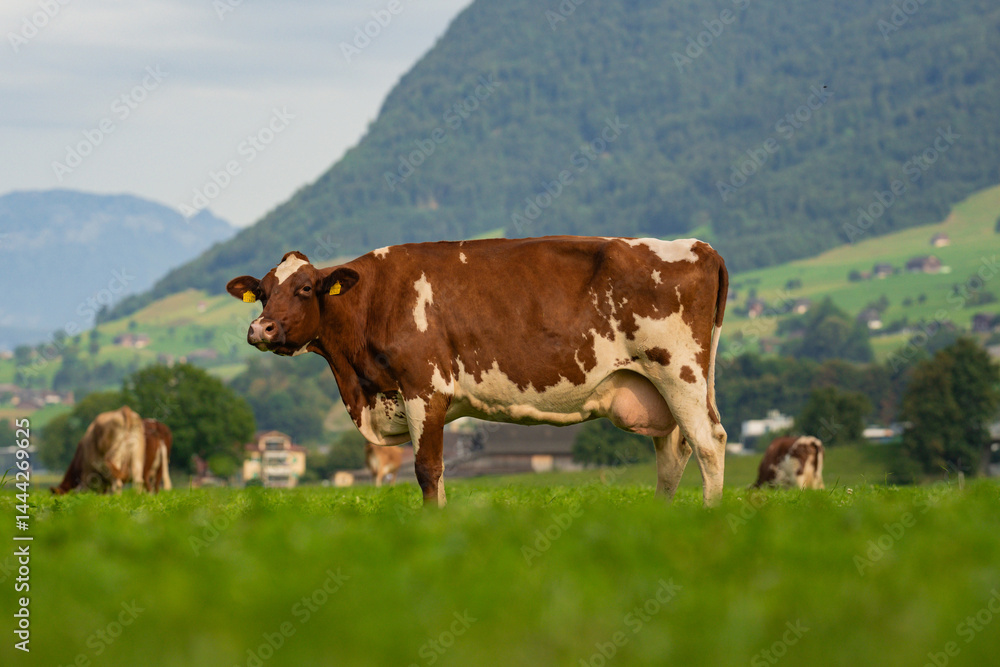 Dairy cow farming. Mammals grazing in the field. Cow on a ranch. Pasture filled with cows and calves. Bovine cow in the countryside. Field of grazing livestock. Grazing cow.