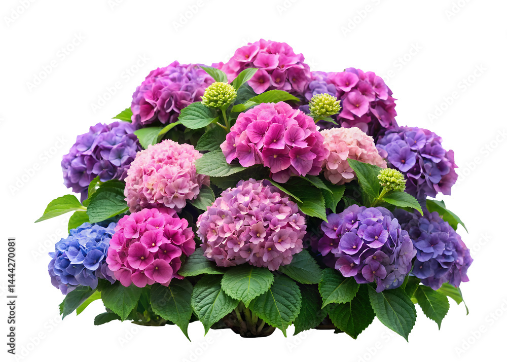 Fototapeta premium hydrangea bush flower clipart image on transparent background