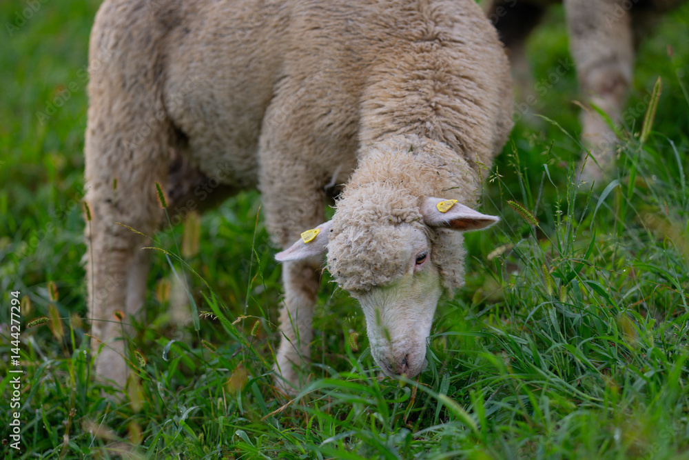 Long haired sheep with copper bell in herd on pasture. The sheep in the meadows. Sheep pasture on an farm, close up. Sheep eating grass on a field. Sheeps grazing.