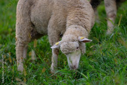 Obraz na płótnie Long haired sheep with copper bell in herd on pasture. The sheep in the meadows. Sheep pasture on an farm, close up. Sheep eating grass on a field. Sheeps grazing. w salonie