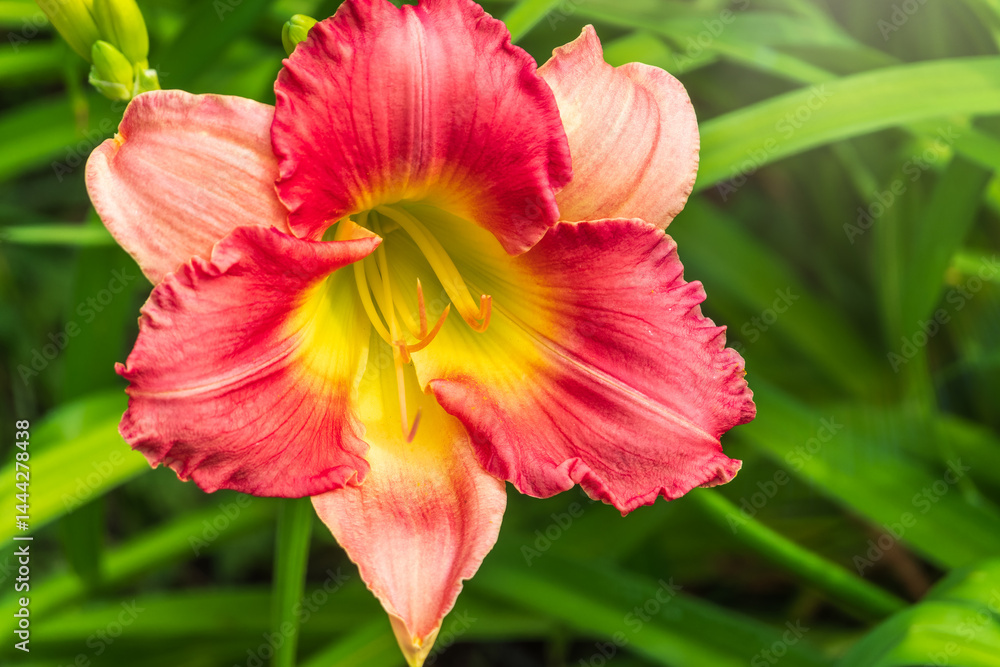 Close up of a pink daylily flower in bloom