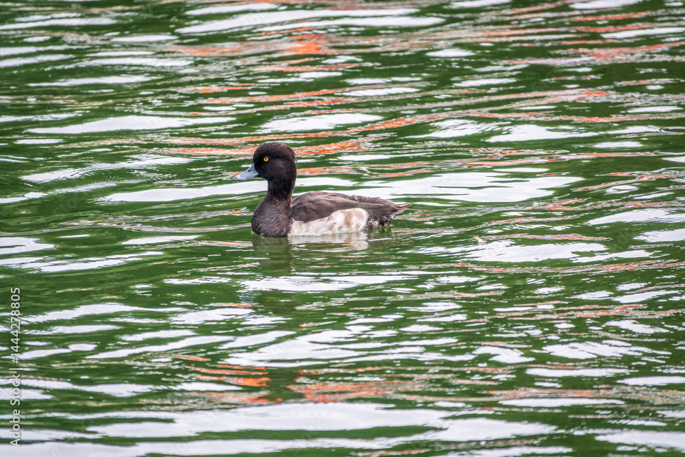 Male tufted duck, Aythya fuligula, swim in the pond