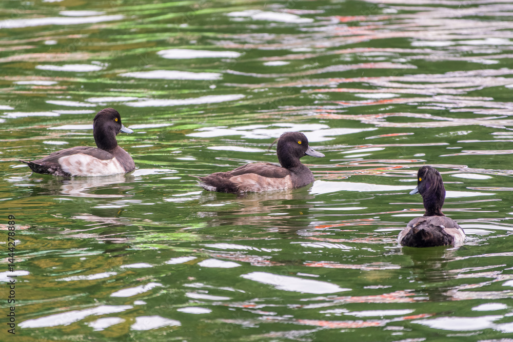 Male tufted duck, Aythya fuligula, swim in the pond