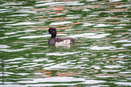 Male tufted duck, Aythya fuligula, swim in the pond
