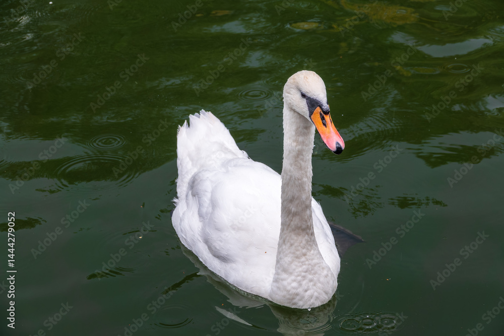 A graceful white swan swimming on a lake with dark water. The white swan is reflected in the water
