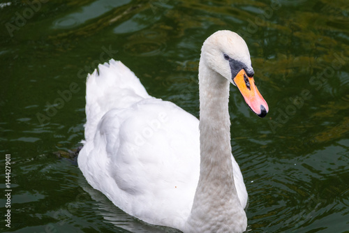 Obraz na płótnie A graceful white swan swimming on a lake with dark water. The white swan is reflected in the water w salonie