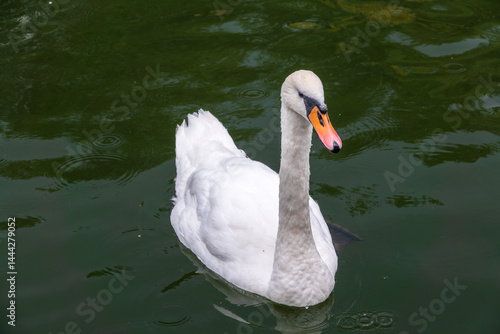 Obraz na płótnie A graceful white swan swimming on a lake with dark water. The white swan is reflected in the water w salonie