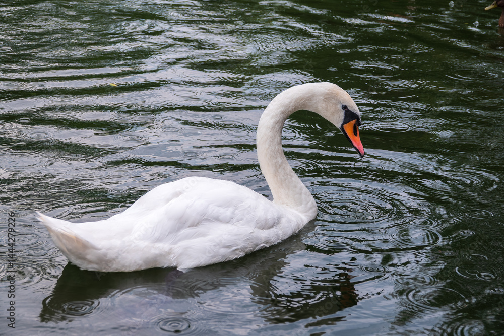 A graceful white swan swimming on a lake with dark water. The white swan is reflected in the water