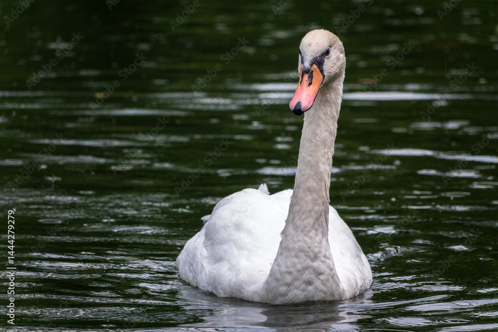 A graceful white swan swimming on a lake with dark water. The white swan is reflected in the water