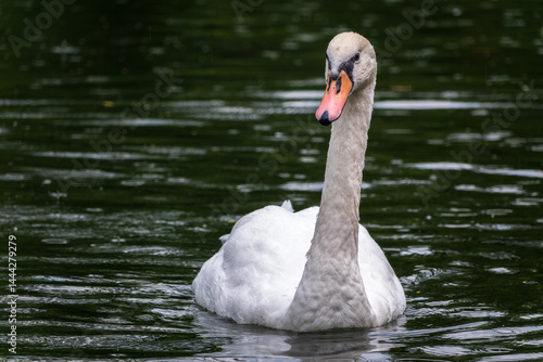 Obraz na płótnie A graceful white swan swimming on a lake with dark water. The white swan is reflected in the water w salonie