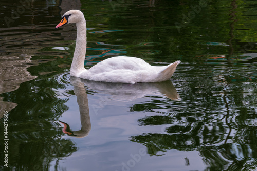 Obraz na płótnie A graceful white swan swimming on a lake with dark water. The white swan is reflected in the water w salonie