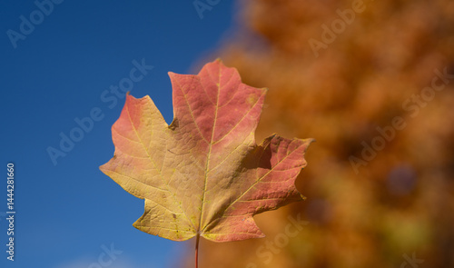 Autumn foliage in the park. Autumn fall leaves of maple trees. Autumn fall leaves in sunlight. Natural autumn background. Autumnal background. Foliage, falling leaves background. Fall foliage.